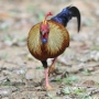 Gallus