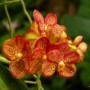Ina
