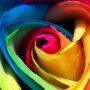 Rosalia