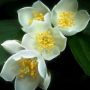 Jasmin